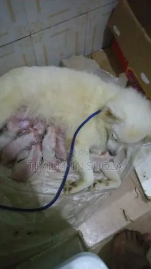 0-1 month Male Purebred American Eskimo