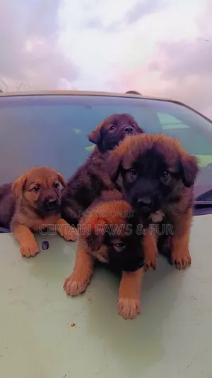 1-3 months Female Purebred German Shepherd