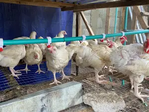 10 Weeks Broiler Chicken