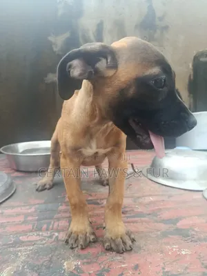 1-3 months Female Purebred Boerboel