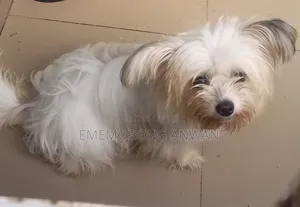 1+ year Female Mixed Breed Lhasa Apso