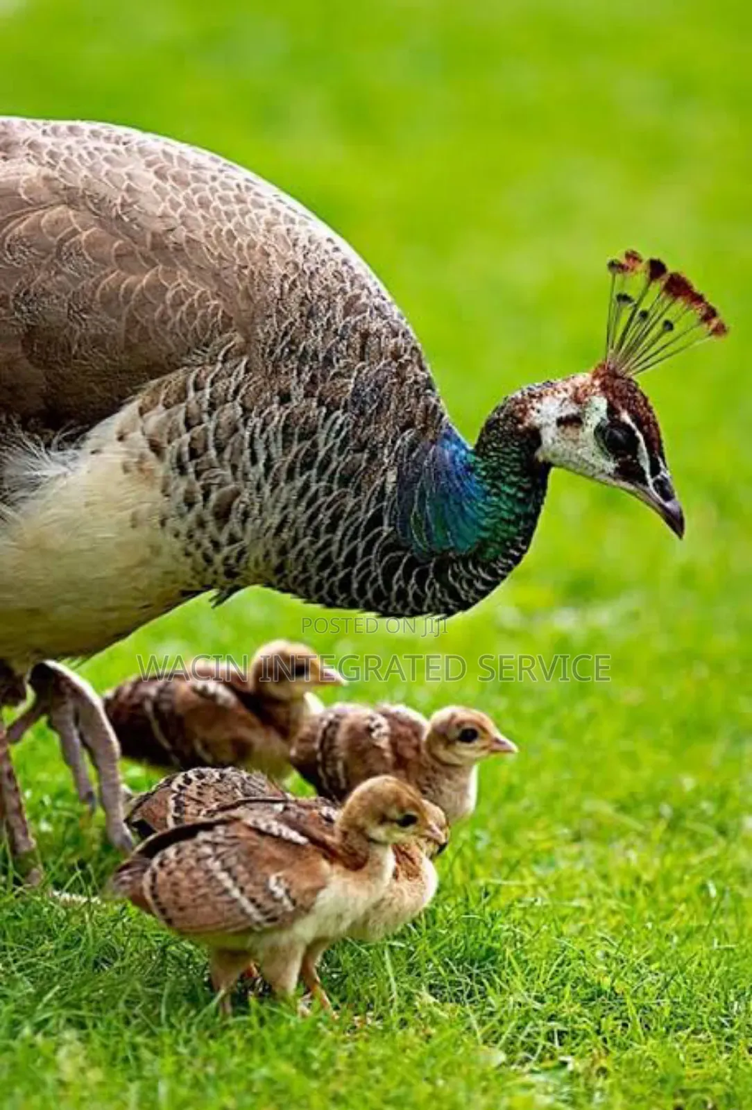 Peacock Chicks