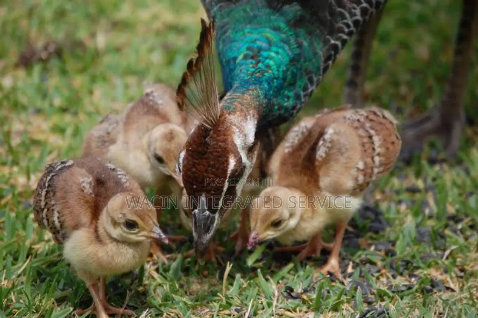 Peacock Chicks