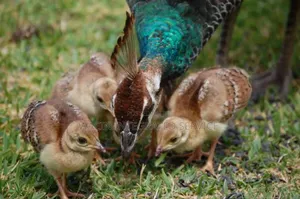 Peacock Chicks