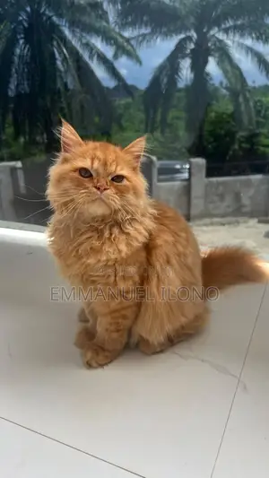 3-6 months Male Purebred Persian