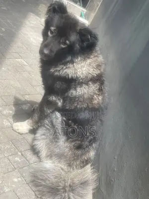 1+ year Male Purebred Caucasian Shepherd