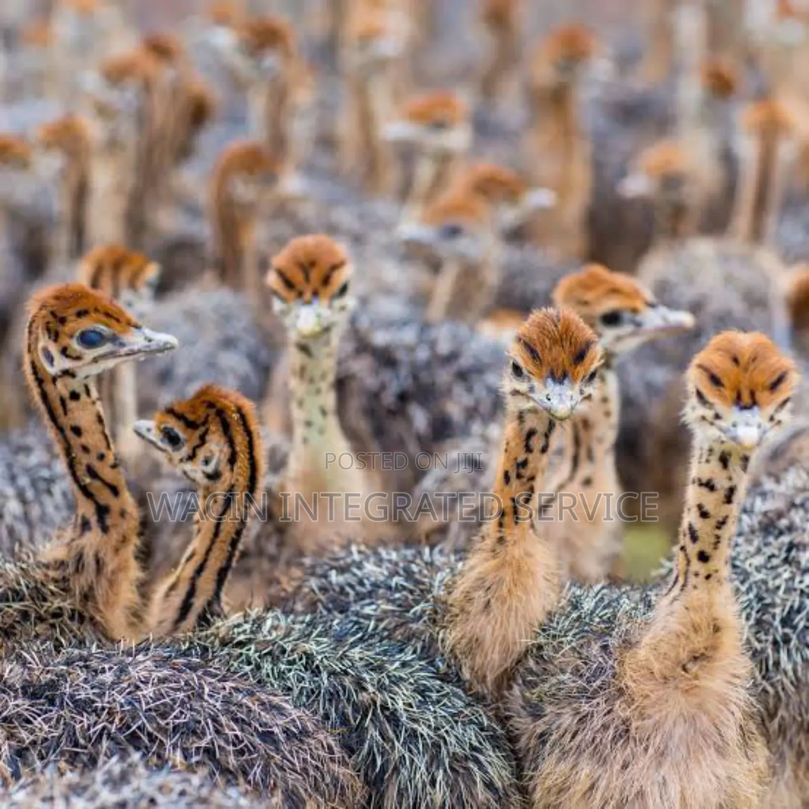 Ostrich Chicks
