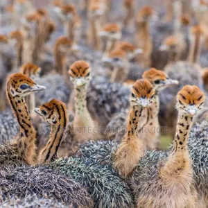 Ostrich Chicks