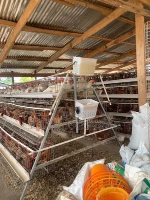 Battery Cage and Other Farm Equipments