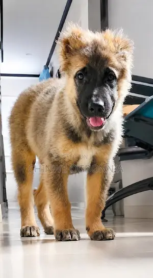 1-3 months Male Purebred Caucasian Shepherd