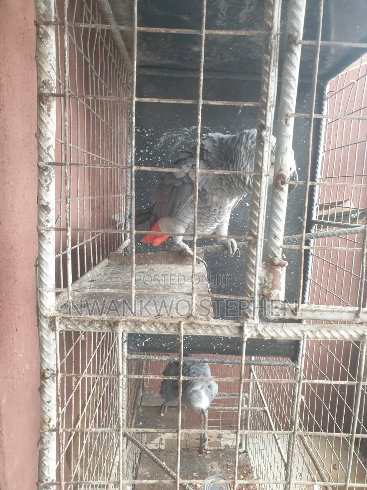 Grey Parrots