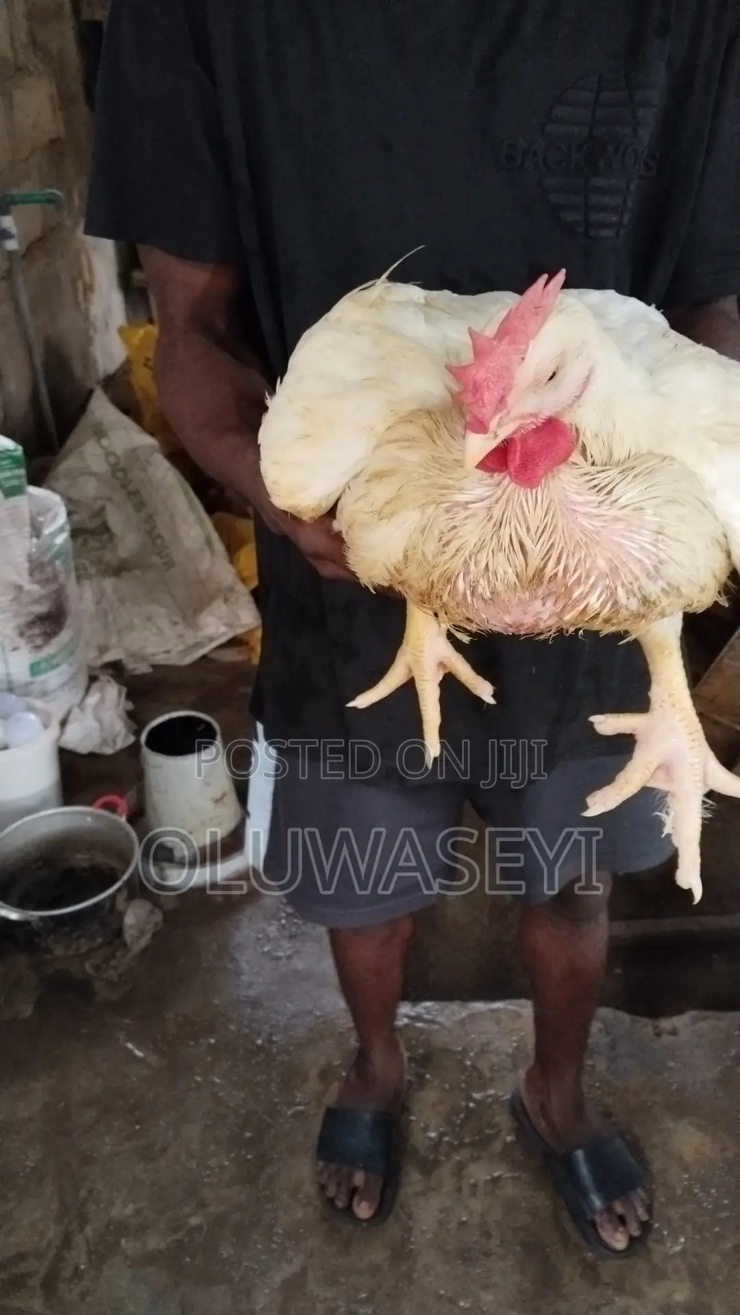 Matured Broiler Chicken