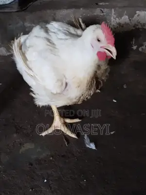 Matured Broiler Chicken
