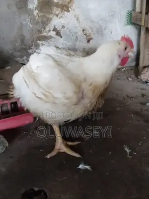 Matured Broiler Chicken