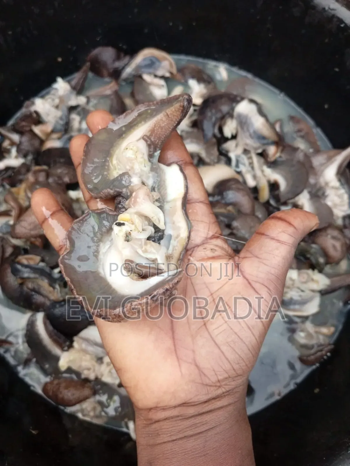 Dried Snail