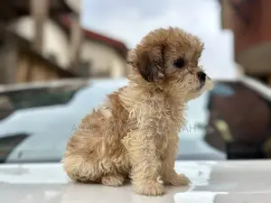 1-3 months Male Purebred Lhasa Apso