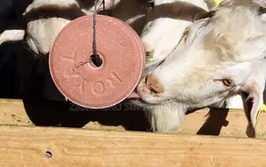 Mineral Salt Lick