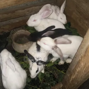 Foreign and Exotic Rabbits Available