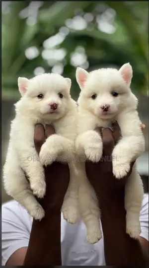 1-3 months Female Purebred American Eskimo