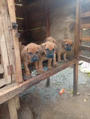1-3 months Female Purebred Boerboel