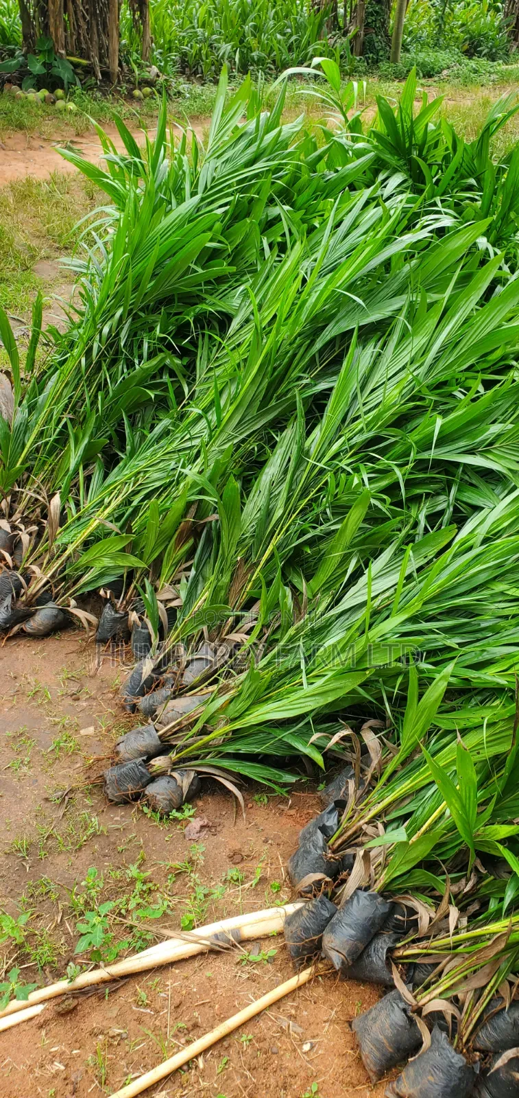 Supergene Palm Seedlings and Seeds