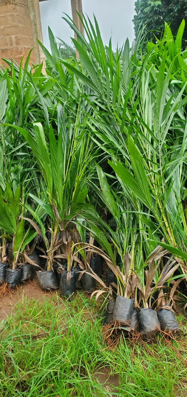 Supergene Palm Seedlings and Seeds