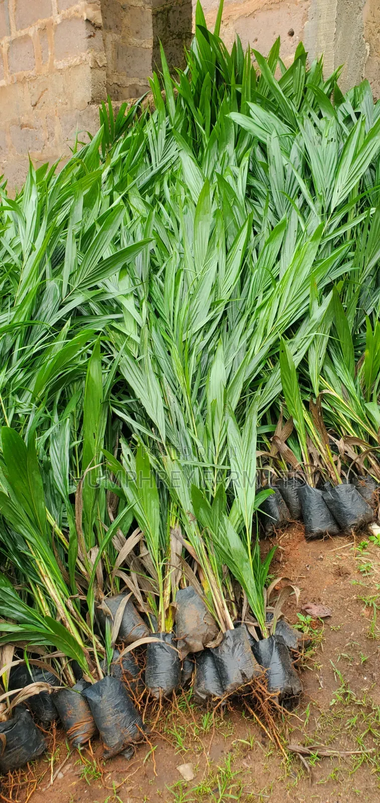 Supergene Palm Seedlings and Seeds