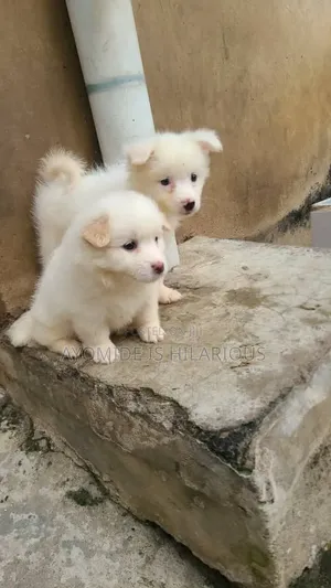 1-3 months Female Purebred American Eskimo