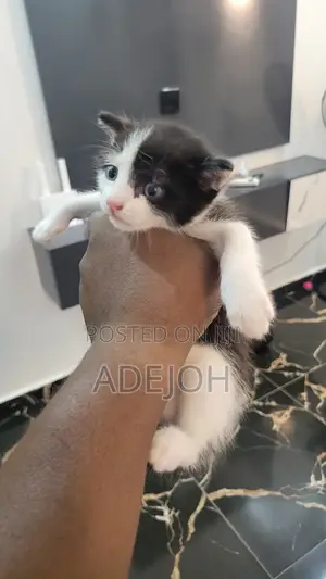 0-1 month Male Purebred British Shorthair