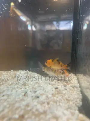 Royal Japanese Koi