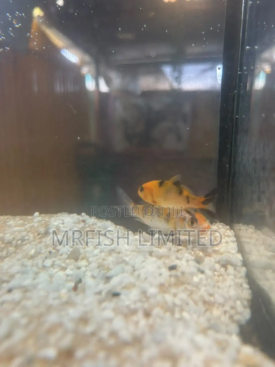Royal Japanese Koi