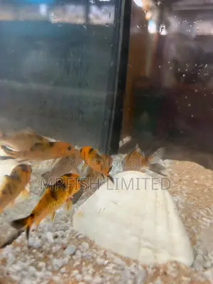 Royal Japanese Koi
