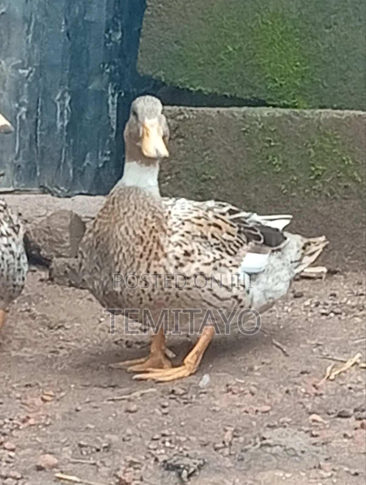 Pure Breed Mallard Ducks