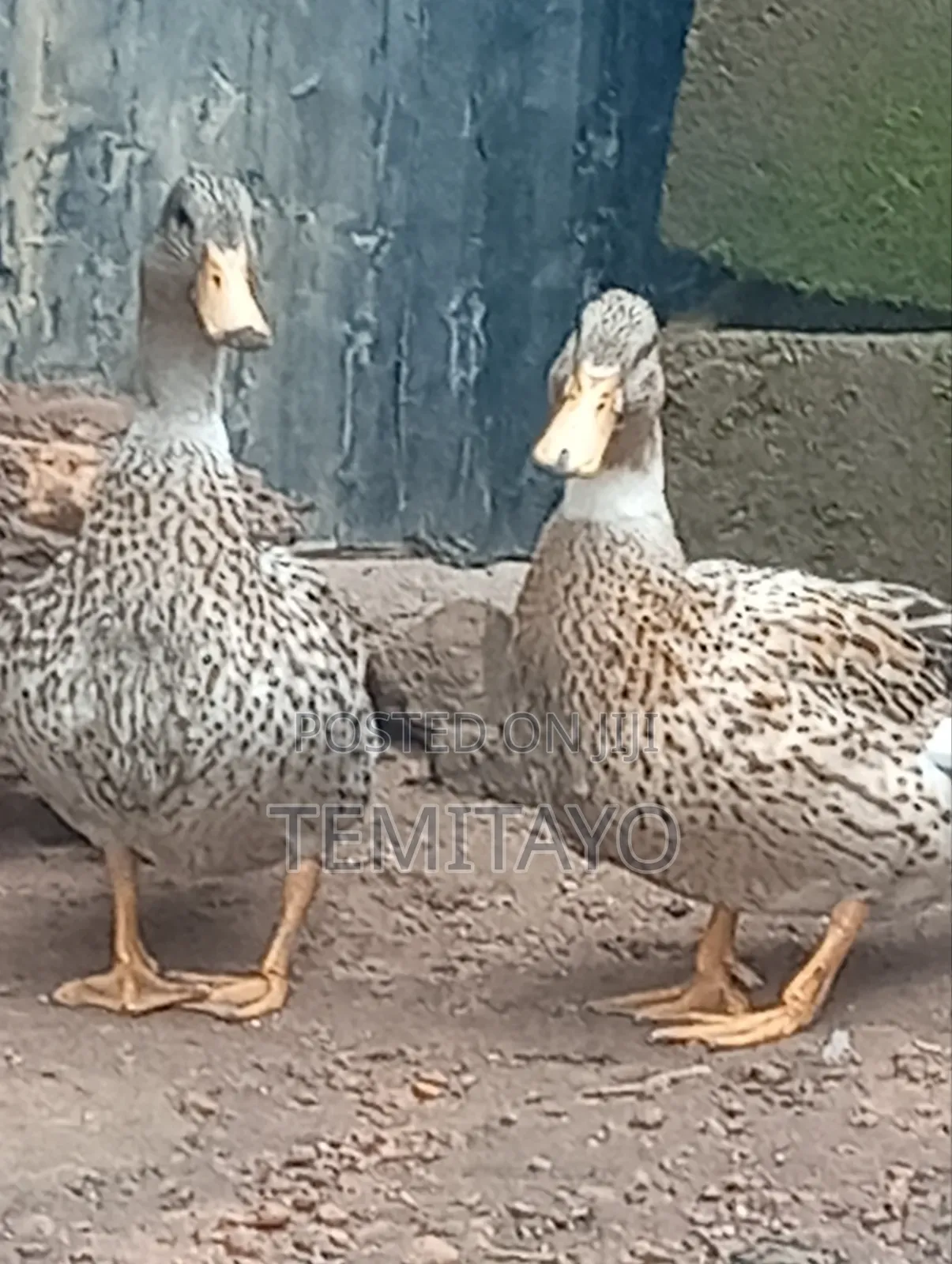 Pure Breed Mallard Ducks