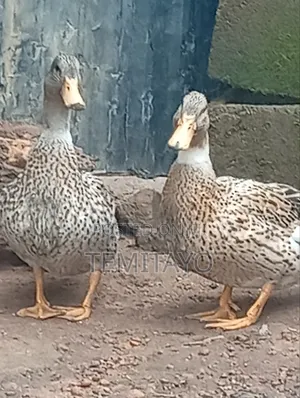 Pure Breed Mallard Ducks