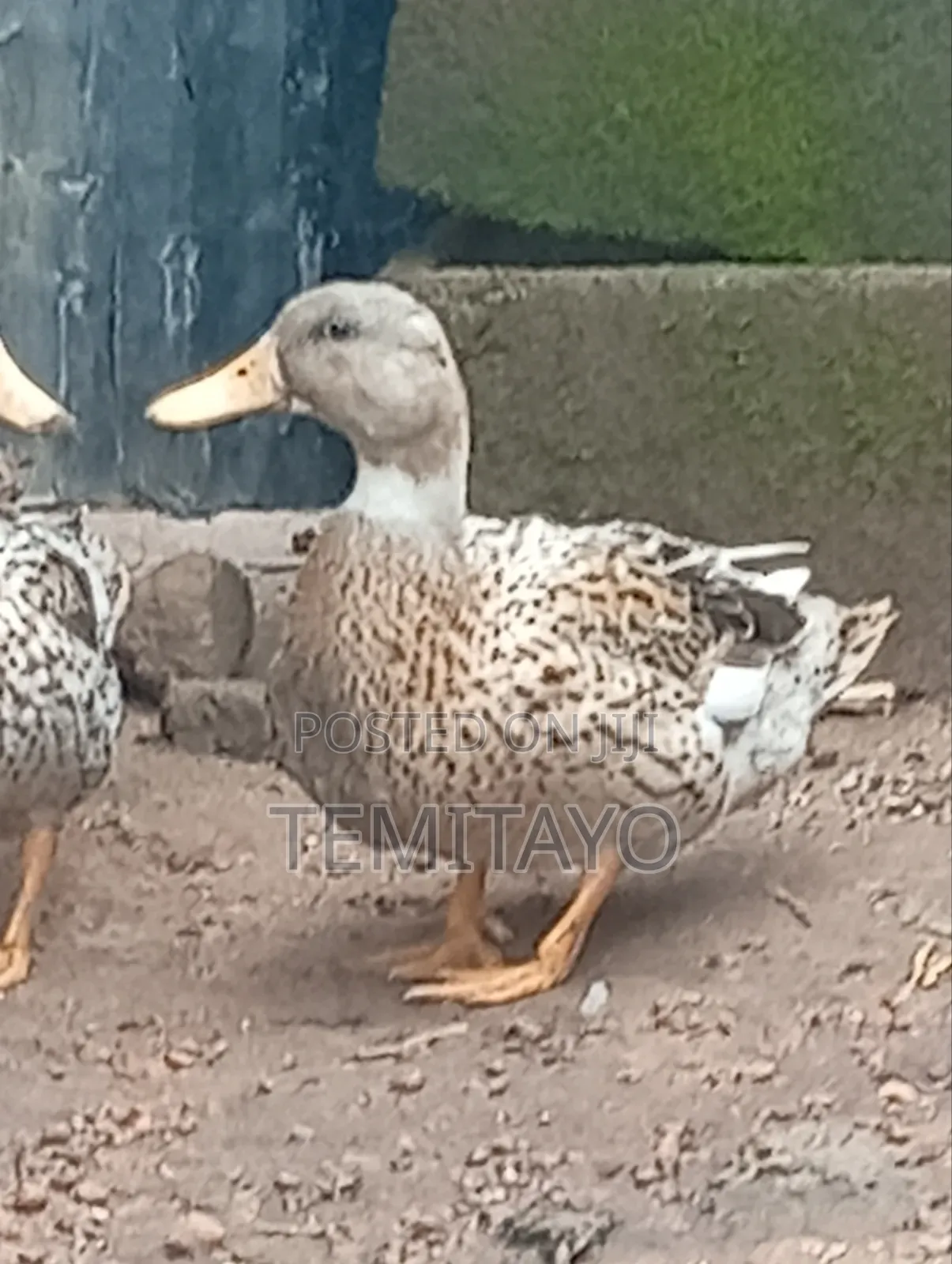 Pure Breed Mallard Ducks