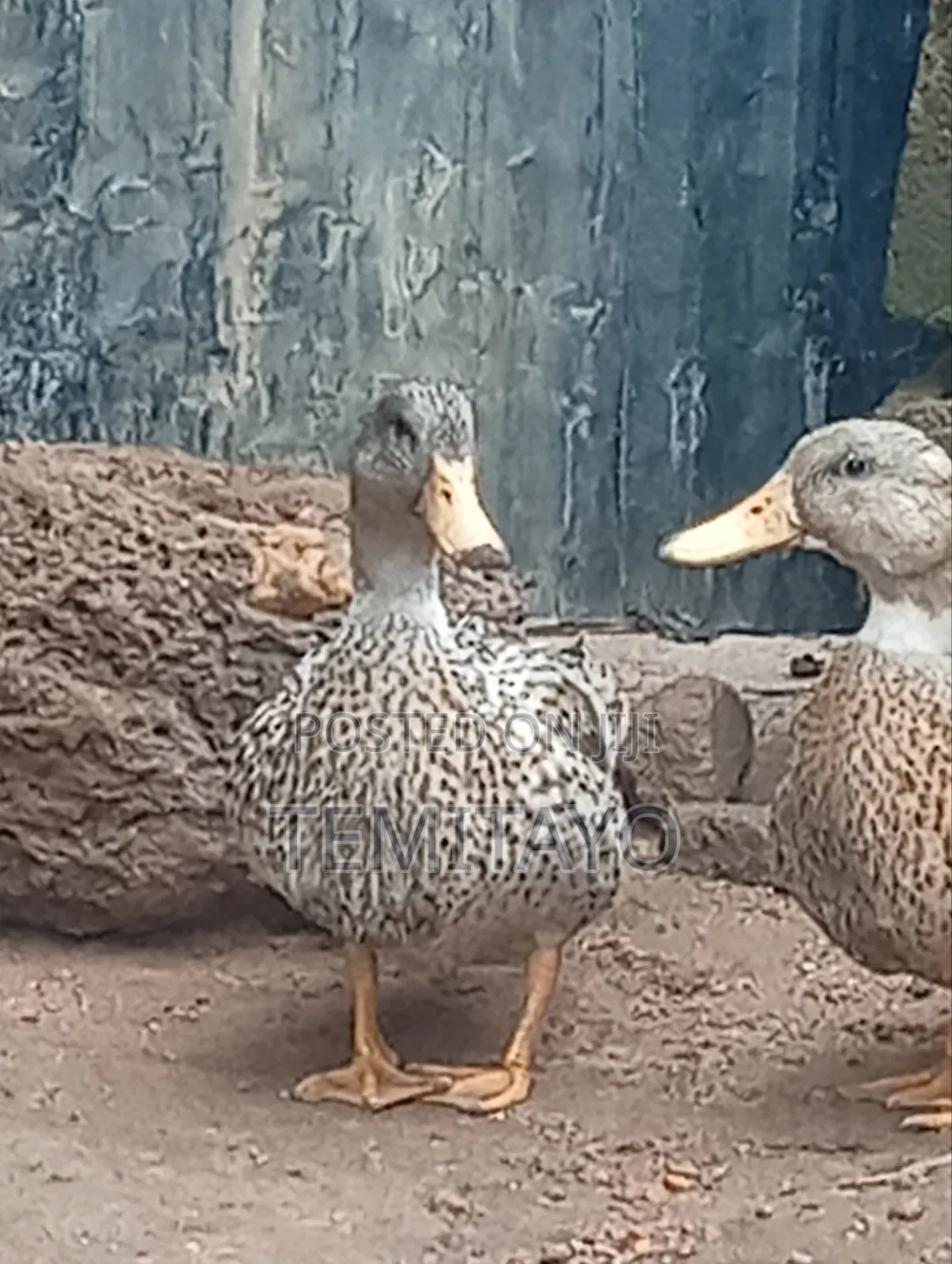 Pure Breed Mallard Ducks