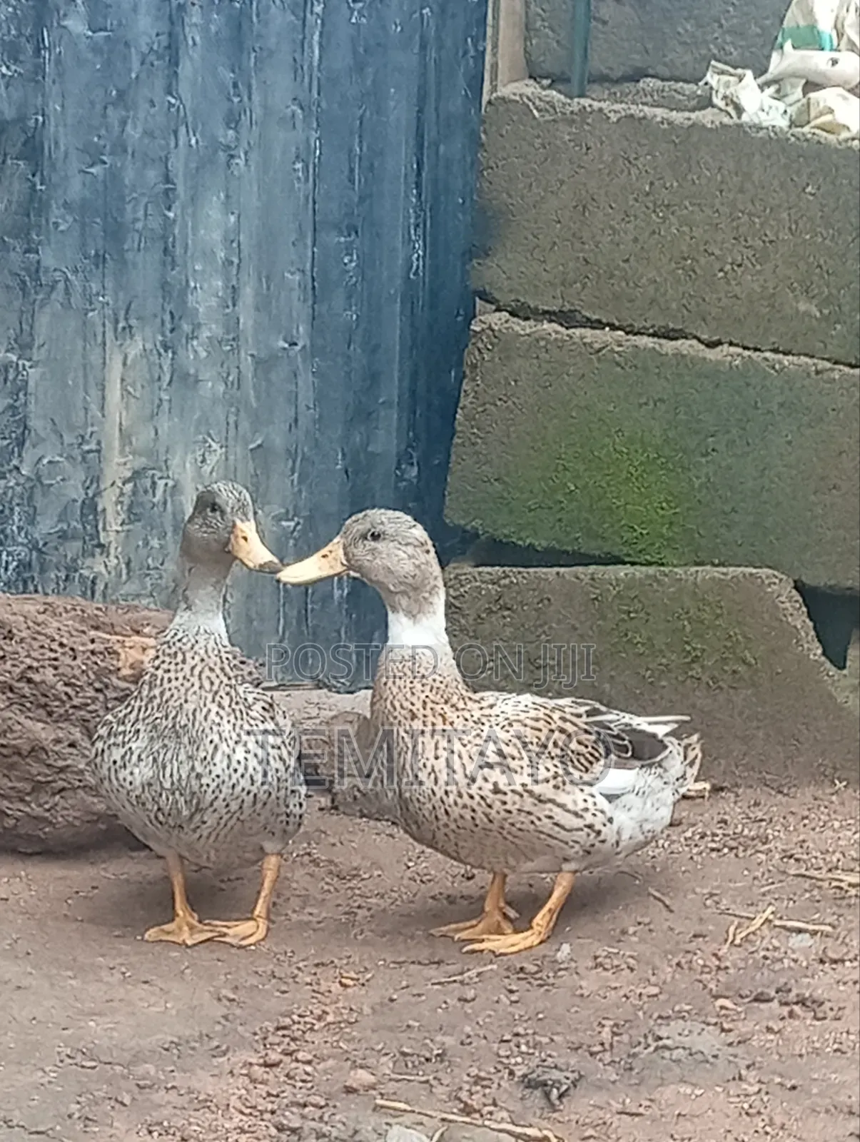 Pure Breed Mallard Ducks