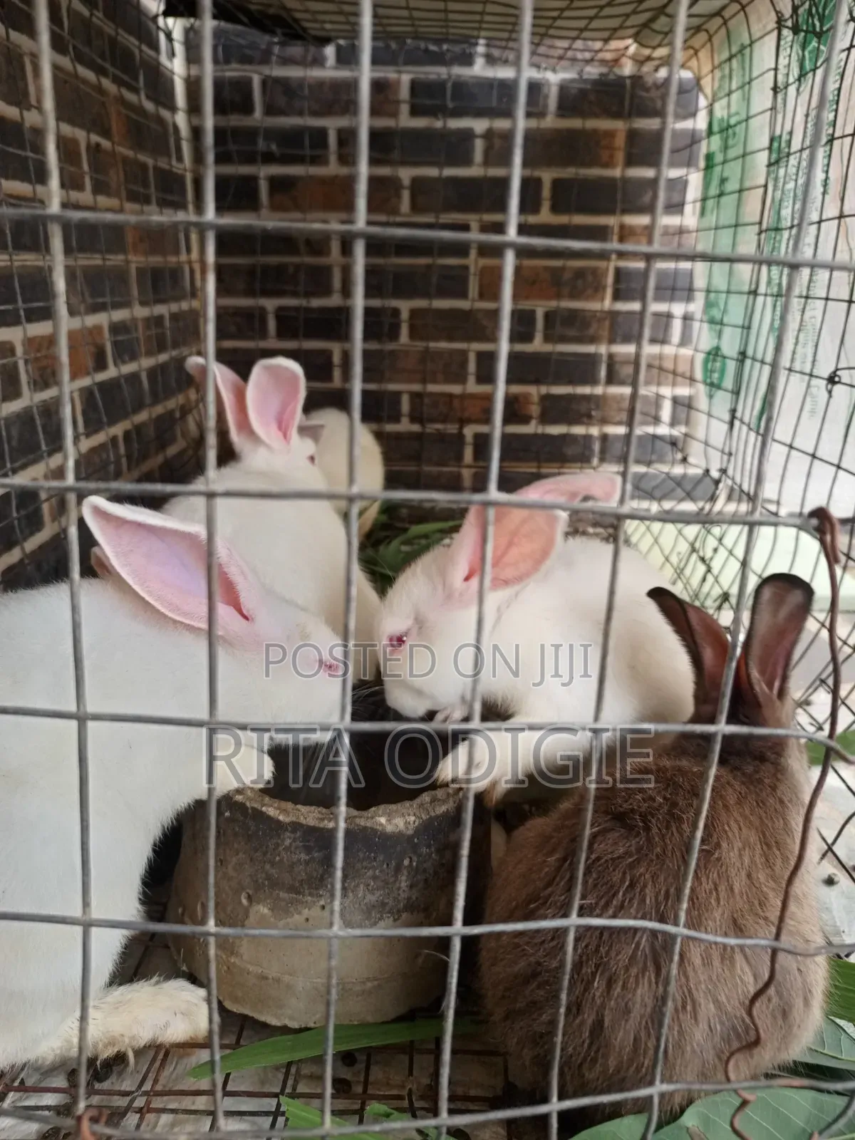 Foreign Rabbit