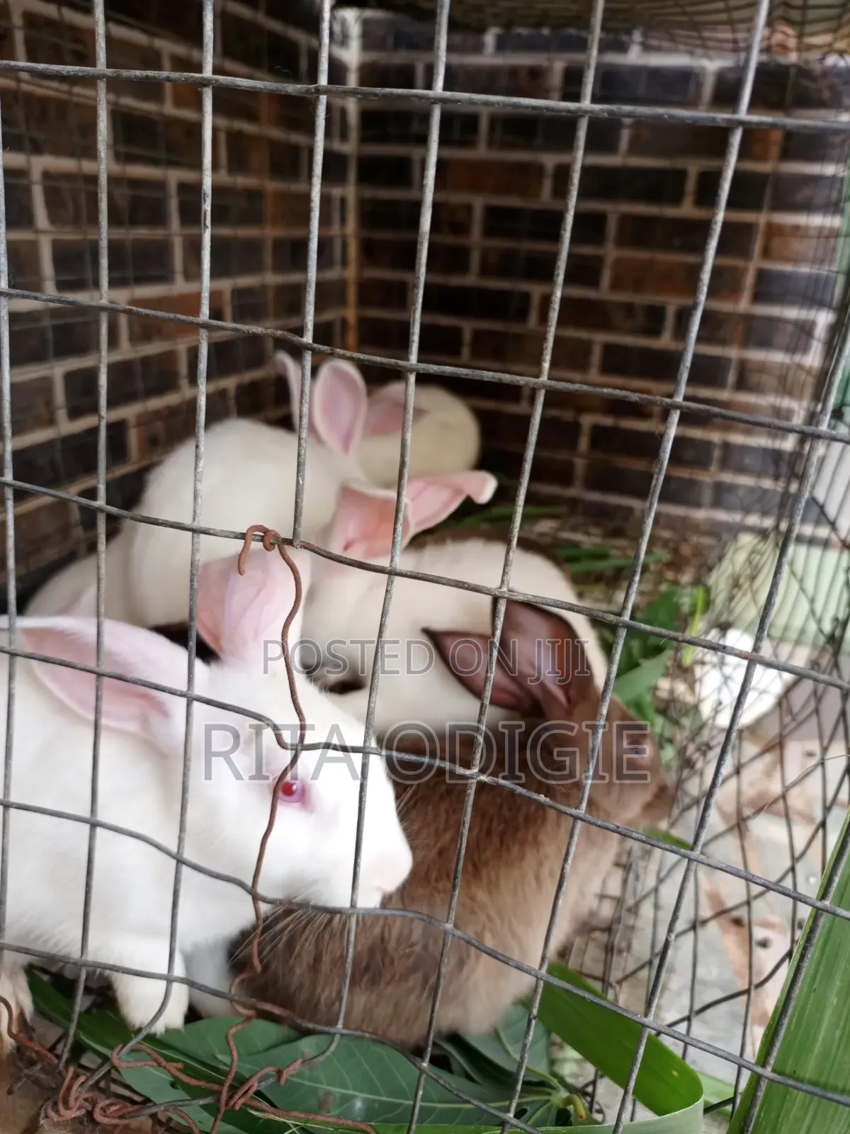 Foreign Rabbit