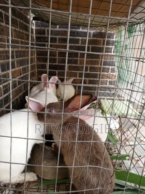 Foreign Rabbit
