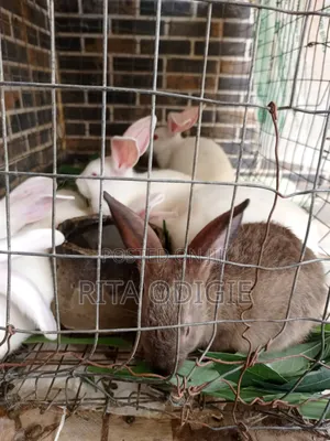 Foreign Rabbit