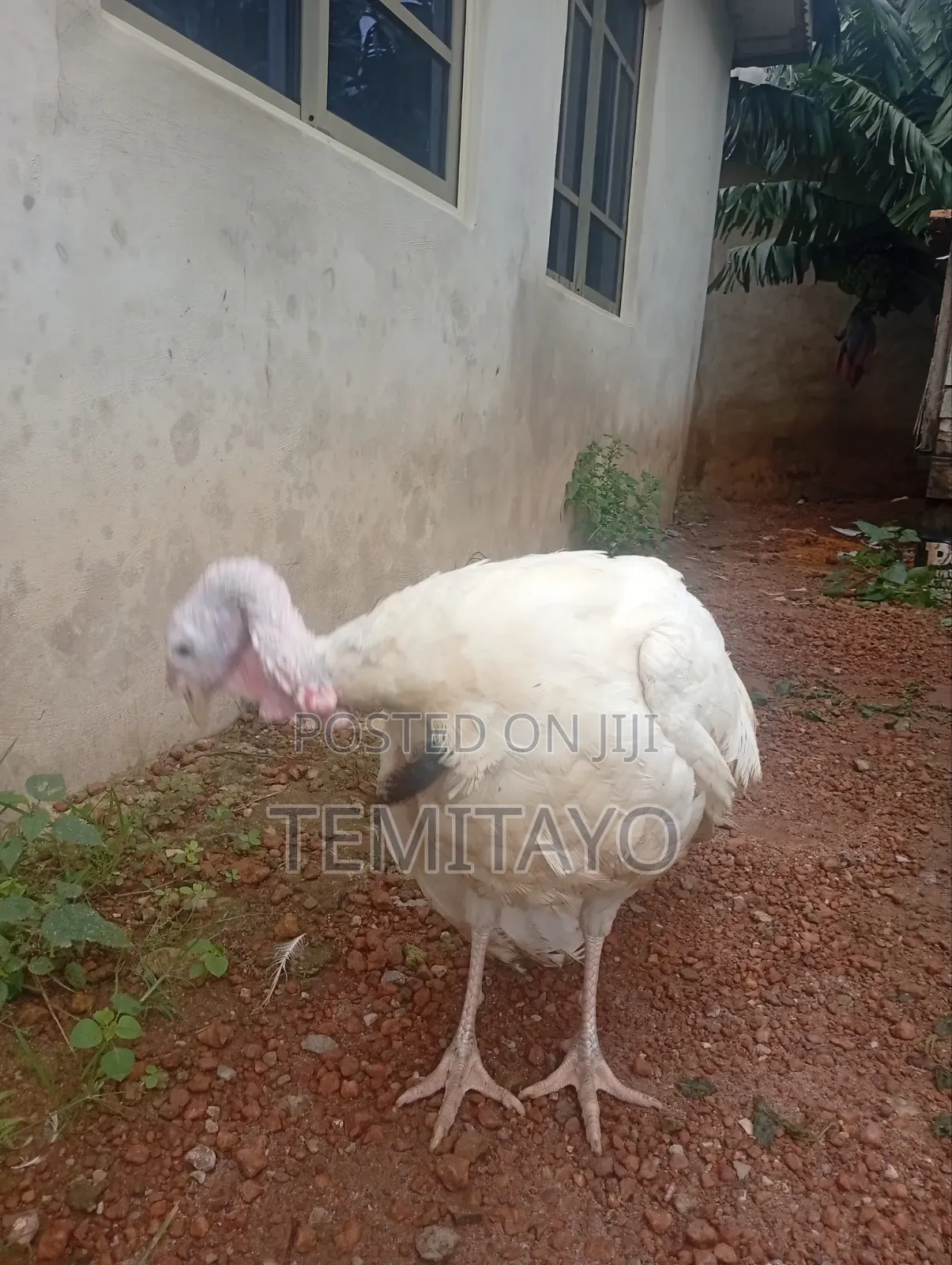 Turkey Turkey