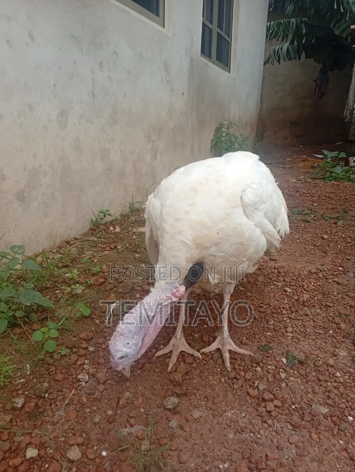 Turkey Turkey