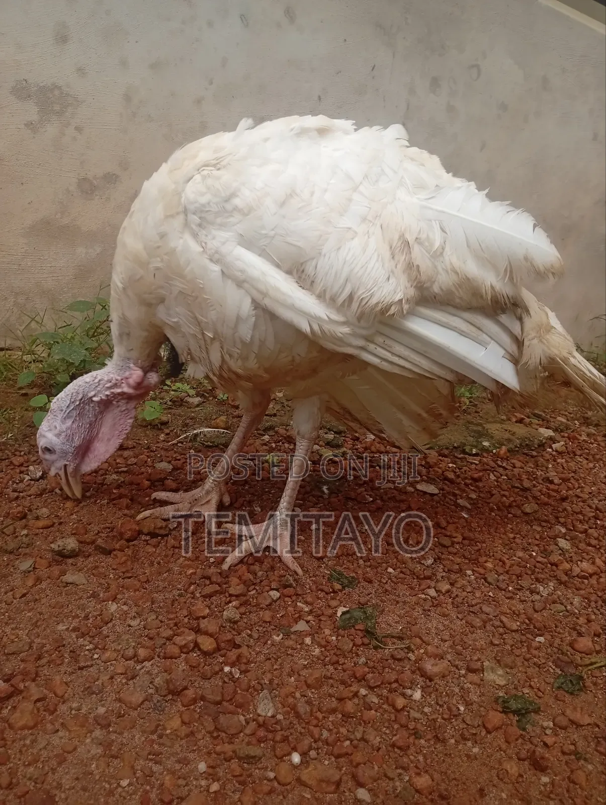 Turkey Turkey