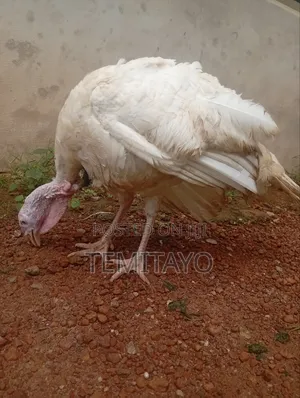 Turkey Turkey