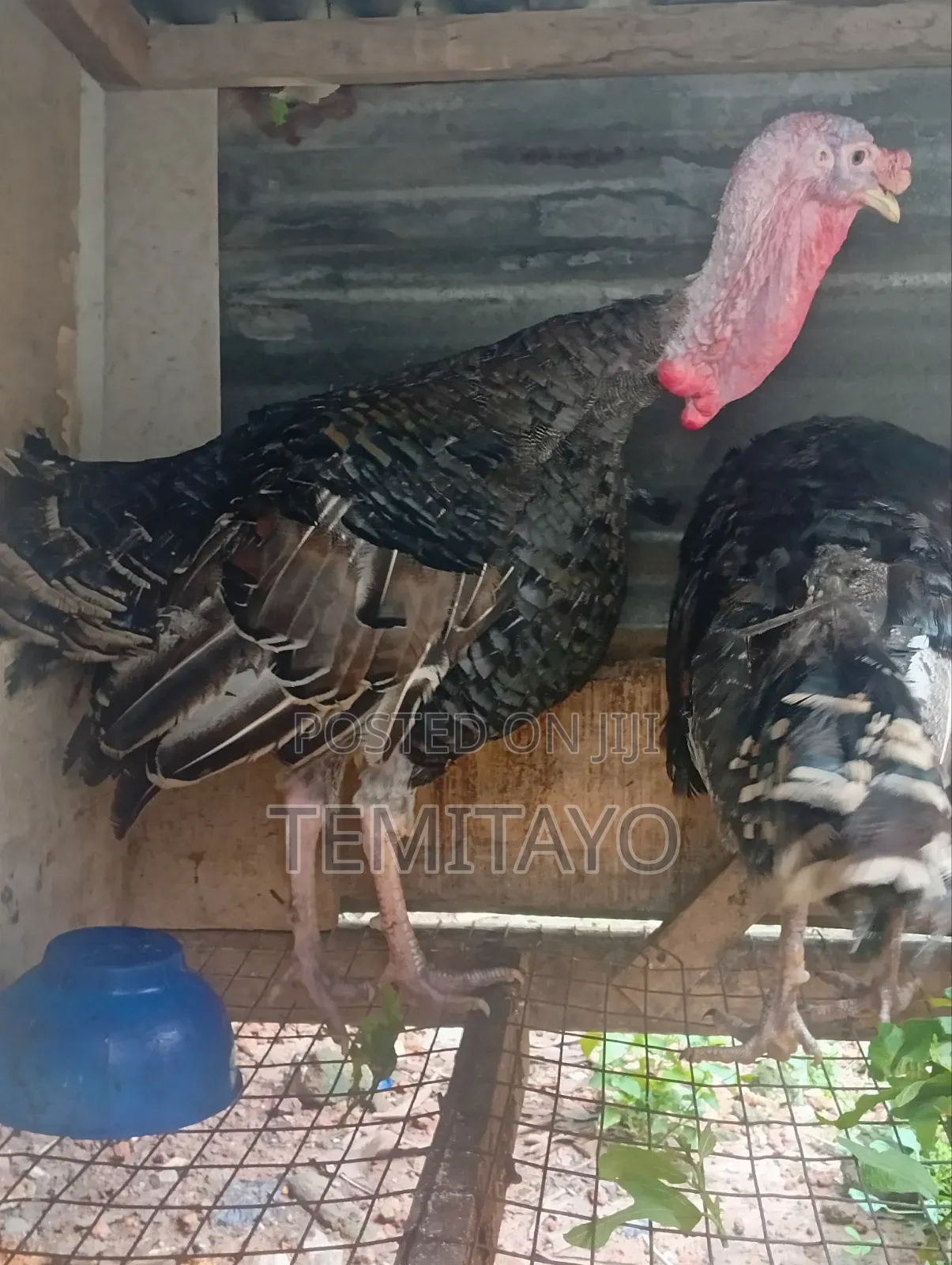 Turkey Turkey