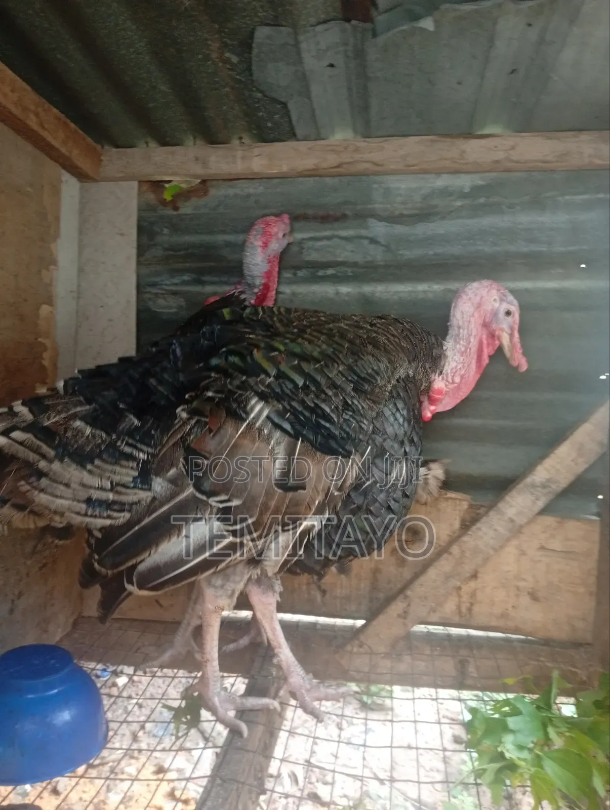 Turkey Turkey