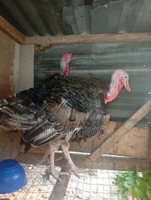 Turkey Turkey