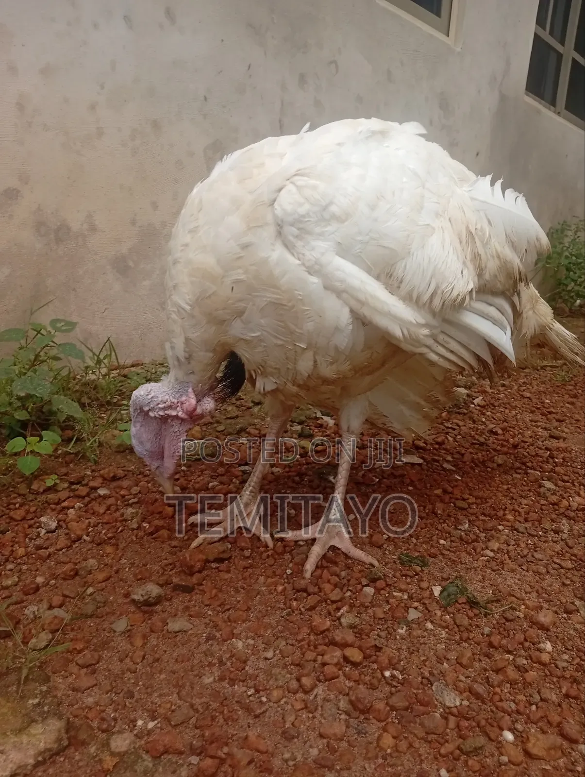 Turkey Turkey